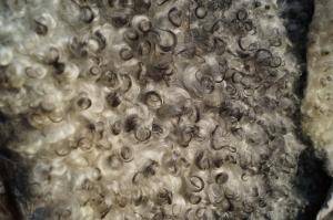 Fåreskind - Gotland - white-black-curly-beauty-sheepskin