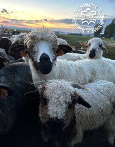 Fåreskind - Naturligt fåreskind Adam Leather